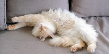 Ar katės sapnuoja? Ekspertai paaiškina, ar katės sapnuoja ir ką jos sapnuoja