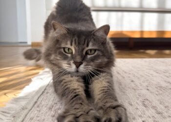 Kaip išvalyti katės šlapimą iš kilimo