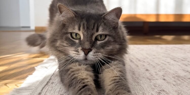 Kaip išvalyti katės šlapimą iš kilimo