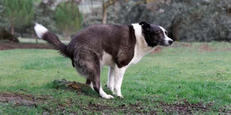 Jei pastebėjote baltų šunų išmatų – ką tai reiškia?