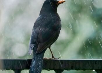 Ką patiria paukščiai uragano metu?