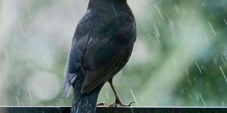 Ką patiria paukščiai uragano metu?
