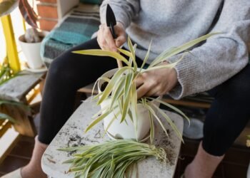 Kaip prižiūrėti chlorofitus