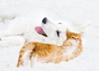 Kodėl šunys vejasi kates?