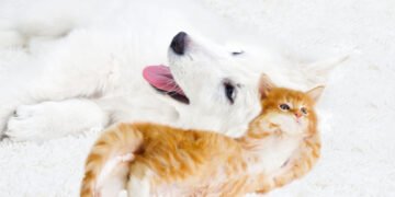 Kodėl šunys vejasi kates?