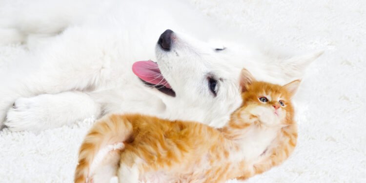 Kodėl šunys vejasi kates?