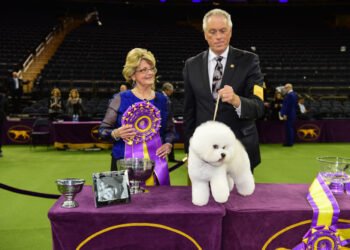 Štai kodėl šios 9 mylimos šunų veislės niekada nelaimi Vestminsterio parodoje