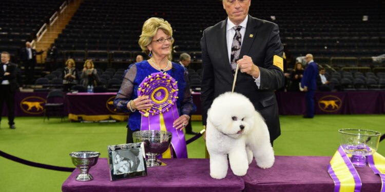 Štai kodėl šios 9 mylimos šunų veislės niekada nelaimi Vestminsterio parodoje
