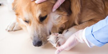 13 ženklų, kad metas keisti veterinarą(-ę)