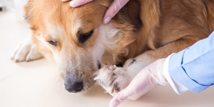 13 ženklų, kad metas keisti veterinarą(-ę)