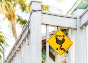 30 linksmiausių anekdotų apie vištos keliavimą per kelią