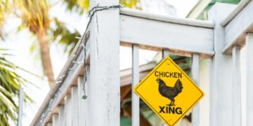 30 linksmiausių anekdotų apie vištos keliavimą per kelią