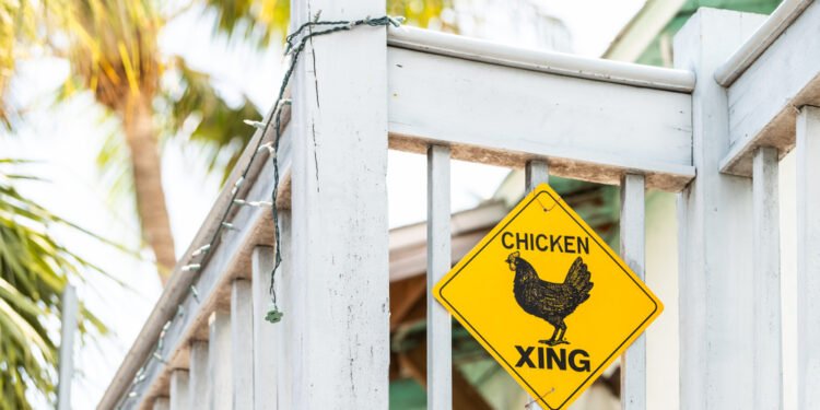 30 linksmiausių anekdotų apie vištos keliavimą per kelią