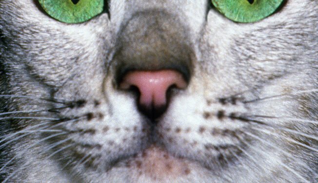 10 žavingų šunų veislių su gražiomis žaliomis akimis