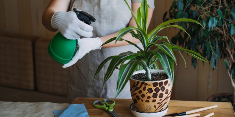 12 kambarinių augalų laistymo patarimų: kaip dažnai ir kiek laistyti