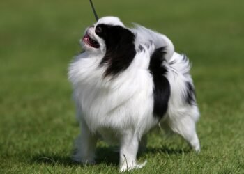 8 autentiškos japonų šunų veislės ir jų įdomios istorijos