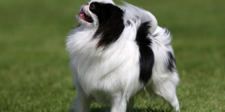 8 autentiškos japonų šunų veislės ir jų įdomios istorijos