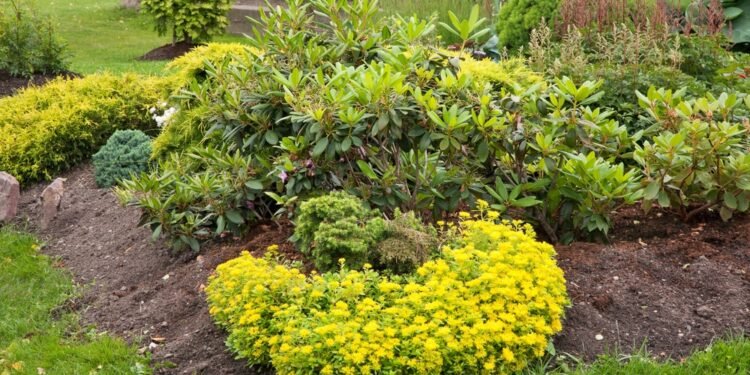 5 sėklos, kurias verta sėti gegužę, kad visą vasarą džiugintų lengvai auginamos nuostabios gėlės