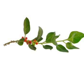 Jau galite būti verti tapti „Mensa” nariais – štai kodėl