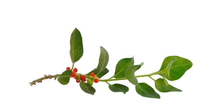 Jau galite būti verti tapti „Mensa” nariais – štai kodėl