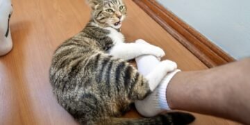 Kur katėms labiausiai patinka būti glostomoms?