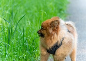 Kodėl šunys ėda žolę? 7 dažnos priežastys ir kaip tai sustabdyti