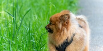 Kodėl šunys ėda žolę? 7 dažnos priežastys ir kaip tai sustabdyti