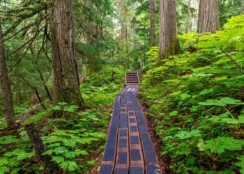 Princas Džordžas atskleidė, kuo svajoja būti užaugęs