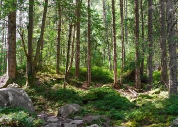 Neliečiamieji: Ar diplomatinė neliečiamybė peržengia ribas?