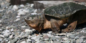 Susipažinkite su Chonkosauru – internete išgarsėjusiu milžinišku spragsinčiuoju vėžliu Čikagos upėje