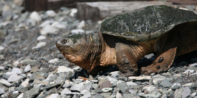 Susipažinkite su Chonkosauru – internete išgarsėjusiu milžinišku spragsinčiuoju vėžliu Čikagos upėje