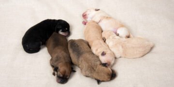 3 priežastys, kodėl šuniuko kvapas toks malonus