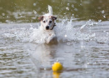 Kaip išmokyti šunį atnešti kamuoliuką atgal
