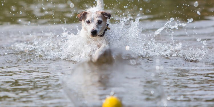 Kaip išmokyti šunį atnešti kamuoliuką atgal