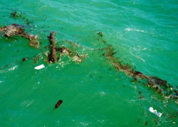 Tai ne jūsų vaizduotė: vandenynas žaliuoja vis labiau — štai kodėl