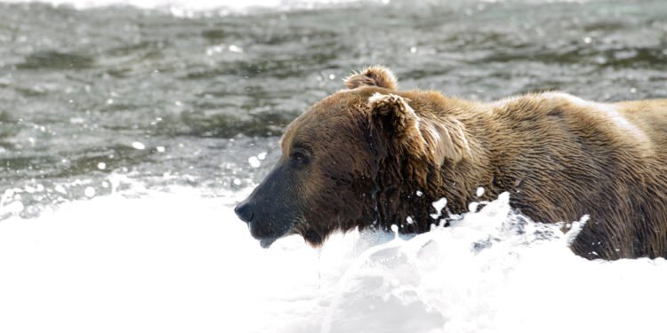 Ką daryti pamačius mešką : tai gali būti ne tai, ką pirmiausia norėtumėte daryti