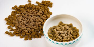 Ar katėms galima duoti sūrio? Štai ką sako veterinarai.