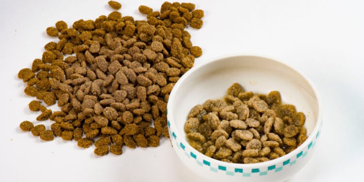 Ar katėms galima duoti sūrio? Štai ką sako veterinarai.