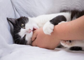 Kodėl mano katė mane kandžioja? Ekspertai paaiškina dažniausias priežastis