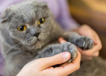 Katės nagų šalinimas: privalumai, trūkumai ir saugesnės alternatyvos