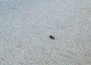 Kaip atsikratyti kiliminių vabalėlių visiems laikams