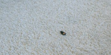 Kaip atsikratyti kiliminių vabalėlių visiems laikams