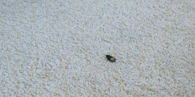 Kaip atsikratyti kiliminių vabalėlių visiems laikams