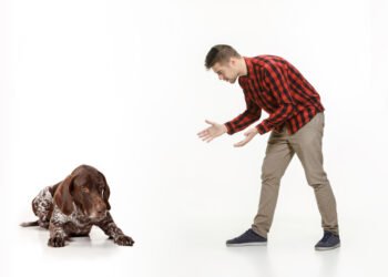 CBD veikė geriau nei antidepresantai – padėjo nuraminti mano šuns nerimą