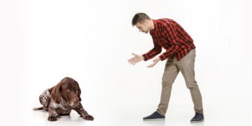 CBD veikė geriau nei antidepresantai – padėjo nuraminti mano šuns nerimą