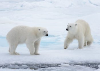 Kodėl baltosioms meškoms išgyventi būtinas ledas?