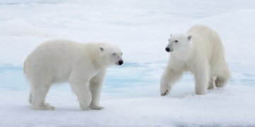 Kodėl baltosioms meškoms išgyventi būtinas ledas?