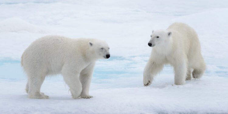 Kodėl baltosioms meškoms išgyventi būtinas ledas?
