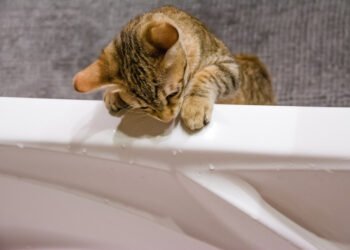 Kodėl katės nemėgsta vandens? 4 priežastys, kodėl jūsų katė nenori sušlapti