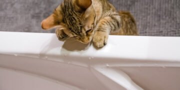 Kodėl katės nemėgsta vandens? 4 priežastys, kodėl jūsų katė nenori sušlapti